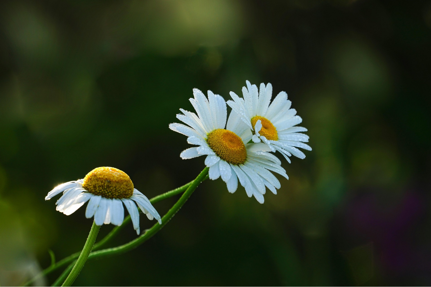 Gesunder Geist, Empowered Life