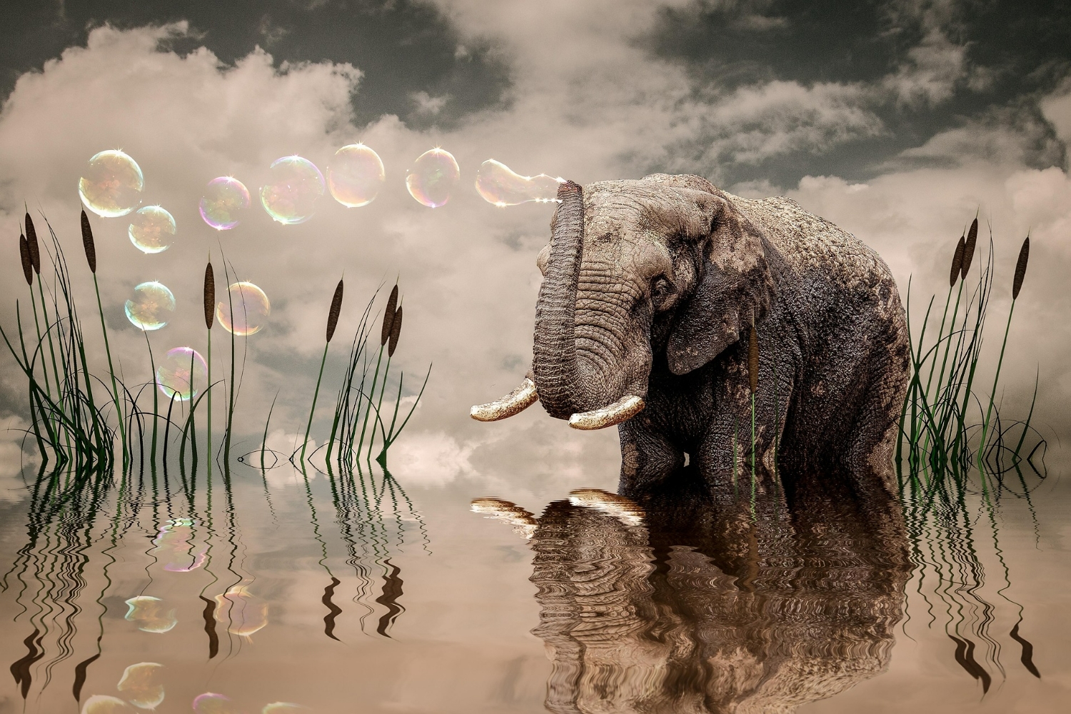 Photoshop Magie: Verwandeln Sie Ihre Vorstellung