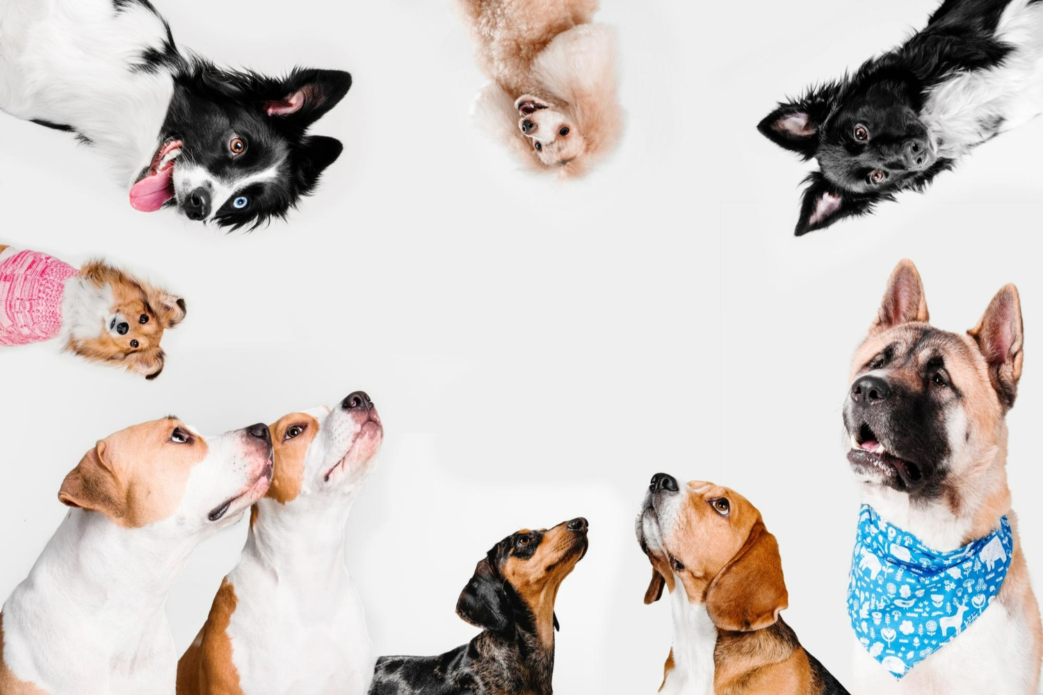Dog-Inspired Living - Erfolg mit dem Schwanz
